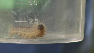 Foto van een rups (eikenprocessierups) in een glazen pot.