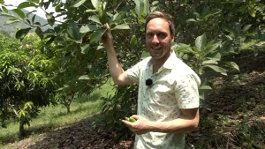 Foto van een presentator in een avocadoplantage bij een avocadoboom.