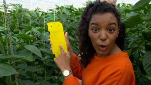 Foto van een presentator in plantenkas die een gele kaart die hangt aan een plant laat zien.