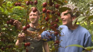 Foto van twee mannen in het bos bij een plant met rode vruchten.