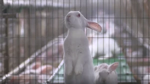 Protest tegen het fokken van konijnen