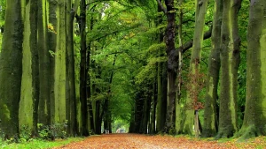 Meer bomen in Nederland