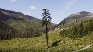 Het belang van bossen