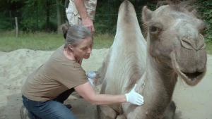 Een kameel met jeuk helpen