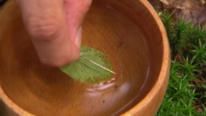 Een foto van een houten kom met water erin, buiten op een grond met groene plantjes. In het water ligt een groen blad. Twee vingers van een hand hangen boven het blad. De vingers hebben een naald vast en willen de naald op het groene blad gaan leggen.