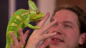 Een foto van presentator Pascal die naar een kameleon kijkt die op twee handen zit voor hem. Een kameleon is een hagedis die van kleur kan veranderen.