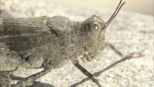 Een foto van een deels bruine en deels grijze sprinkhaan van dichtbij. Het dier heeft een schutkleur, waardoor het niet zo opvalt op de platte steen eronder. Het dier heeft ovale ogen, twee voelsprieten op het hoofd en dichtgeklapte vleugels op de rug. 