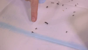 Een foto van een vinger die naar een zwarte mier wijst op een witte ondergrond met een lichtblauwe lijn erop waar meerdere mieren op lopen. De mier waarnaar de vinger wijst staat op de lichtblauwe lijn.