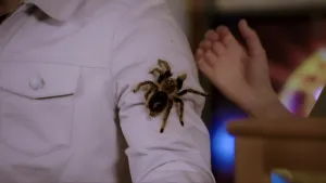 Een foto van prof waarvan het gezicht niet is te zien in een wit werkpak. Op de mouw van prof zit een grote spin van de soort vogelspin. De spin heeft acht kromme poten en een bruin behaard lichaam. De ovale rug van de spin is te zien.