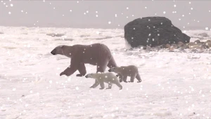 Een foto van een volwassen ijsbeer en twee jonge ijsberen. Ze lopen over een met wit besneeuwde vlakte naar de linkerkant van de foto. Er zijn vallende, witte sneeuwvlokjes voor de foto gezet, zodat het lijkt of het sneeuwt.