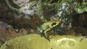 Een foto van een pijlgifkikker op een steen. De kikker heeft deels een bruingele kleur en deels een groenachtige kleur. Het zichtbare oog van de kikker is rond en donkerbruin. De uitstekende teentjes van de poten zijn zwart.