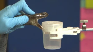 Een foto van een hand in een blauwe plastic handschoen, die een dier van de diersoort slang vastheeft. De slang heeft zijn bek wijdopen. Voor de bek van de slang is een doorzichtig, plastic potje te zien, dat met een klem vastzit aan een metalen buis.