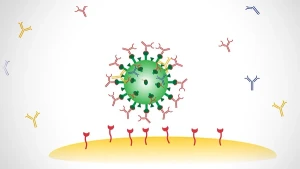 Antistoffen tegen een virus