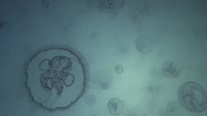 Een foto van kwallen in water van onderop genomen. De ronde vormen van kleine kwallen en één grote kwal zijn te zien. In het midden zitten vier ronde cirkels tegen elkaar aan, aan de zijkant van de grote kwal lijken er kleine haartjes uit te steken.