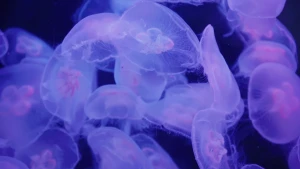 Een foto van een groep kleine, paarsachtig oplichtende kwallen. Het middelste gedeelte van de ronde, bij beweging opbollende kwallen heeft de vorm van vier tegen elkaar zittende cirkels en is roze van kleur.