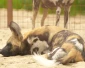 Castratie van Afrikaanse wilde honden