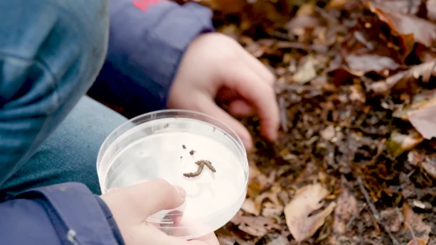 Een foto van Daphne, waarvan een stukje van de blauwe jas, de blauwe broek en de handen te zien zijn. Daphne zit gehurkt op bruine bladeren. Ze heeft in de rechterhand een rond, glazen bakje waarop een kleine, bruingekleurde worm zit.