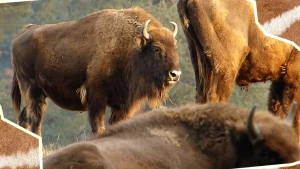 Een slanke bizon