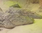 Poep van een nijlkrokodil