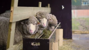 Van schapenwol uit Nederland