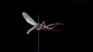 Wetenschappelijk onderzoek naar steekmuggen