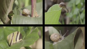 De evolutie van de tuinslak