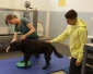 Wat doet een dierenfysiotherapeut?