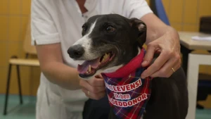 Een foto van een hond met een zwarte vacht, die wit is naast zijn neus en onder zijn kin. Hij heeft een geruite doek om zijn nek hangen waarop staat "Ik red levens! Ik ben bloeddonor". Een mens in een witte jas staat erachter en pakt de geruite doek vast.