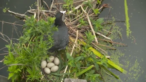 Een foto van een vogel van de soort meerkoet op een nest in het water. In het nest liggen zes witte eieren die zwart gespikkeld zijn. De meerkoet staat voor de eieren en heeft een zwart verenpak, een witte snavel en rode ogen met zwarte pupillen.