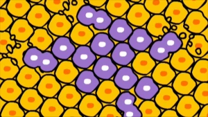 Een tekening van gele, bijna cirkelvormige cellen met een oranje puntje erin, en paarse bijna cirkelvormige cellen met een wit puntje erin. De gele cellen zijn gezonde cellen in een lichaam, de paarse cellen zijn verkeerde cellen, zoals kankercellen.