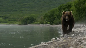 Een foto van een bruine beer die rechts over stenen heenloopt langs het water, dat links te zien is. De beer is half donker en half lichtbruin, heeft een zwarte snuit en poten met scherpe nagels. Achteraan staan groene struiken en ligt een grasheuvel.