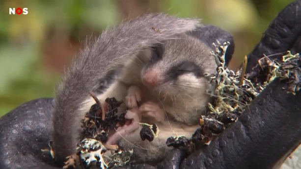 Een foto van een klein dier, een slaapmuis, dat opgerold op een tak op zijn rug ligt te slapen. De lange staart van het dier is omhooggekruld en raakt bijna het kopje. De vacht is grijs, rond de ogen zwart en wit op de buik. 