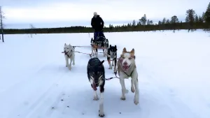 Een foto van Freek op een hondenslee. Dat is een slee die voortgetrokken wordt door honden. Freek rijdt hiermee door een besneeuwd landschap. In de verte zie je bomen. 