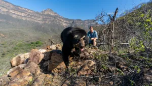 Een foto van een berglandschap. Op de voorgrond zie je een beer die, over stenen, richting de camera loopt. Daarachter staat Freek, en hij kijkt naar de beer.