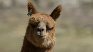 Een foto van de kop van een alpaca. Hij lijkt op een kameel, maar leeft in het Andesgebergte van Peru. Hij kijkt naar de camera.