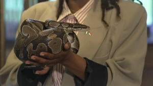 Een foto van het bovenlichaam tot aan de nek van presentator Eva die in haar handen een slang heeft. Het is een koningspython. De slang heeft  een donkerbruine tot zwarte huid met geelbruine vlekken. De kop van de slang is naar rechts gericht op de foto.