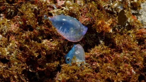 Een foto van twee dieren van de diersoort kwal die de naam Portugees oorlogschip hebben. Doordat ze kleine zeedieren zijn, vallen ze onder de naam plankton. Ze zijn doorzichtig met paarsblauwe kleuren en zitten op een steen waar veel zeewier op zit.