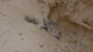 Een foto van een jong grijsbruin zeeschildpadje dat op het zand ligt. Een ander zeeschildpadje steekt zijn kop net uit het zand.De schildpadjes zaten vast achter wortels in het zand, maar worden geholpen door mensen buiten beeld die ze beschermen.
