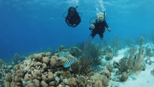 Een foto van twee duikers in de oceaan die naar een gedeelte toezwemmen waar heel veel bruingrijs gekleurde koraal ligt. Koraal ziet er hier uit als plant maar is ook een dier. Twee blauwe vissen met geelzwart gestreepte rug zwemmen vlak boven het koraal.