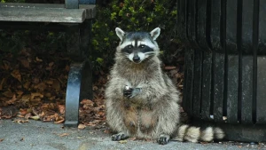 Een foto van een wasbeer die op de stoep zit. Hij zit tussen een bankje en een afvalbak. Achter hem is een struik en er liggen bruine bladeren op de grond.