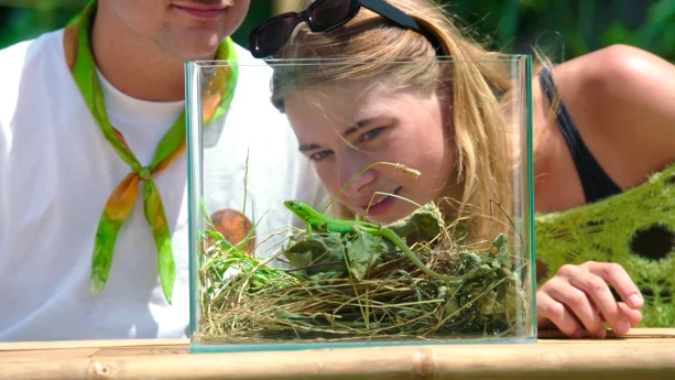 Een foto van Emma die kijkt door de zijkant van een glazen bak. Daarin zit een smaragd hagedis. Hij zit op een blad met daaronder wat stro.