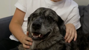 Een foto van de kop van een zwart-grijs gekleurde hond die Laik heet en voor een bank staat. Hij heeft zijn bek een klein stukje open. Laik is een therapiehond die therapie geeft aan mensen, zoals de jongen Wes. De handen van Wes liggen op de hondenvacht.