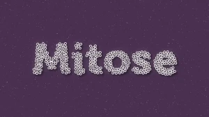 Wat is mitose?