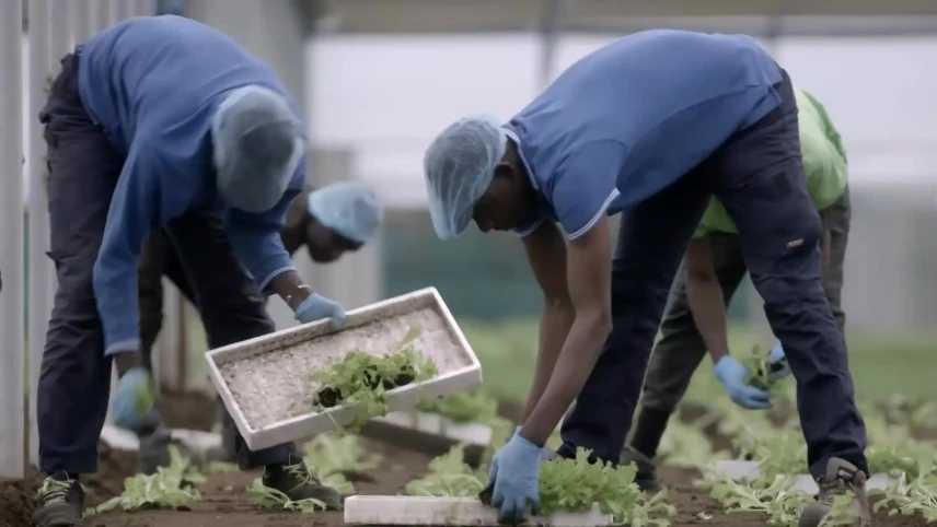 Een foto van migranten die in een broeikas gewassen aan het oogsten zijn.