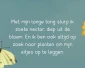 Het kleine koolwitje