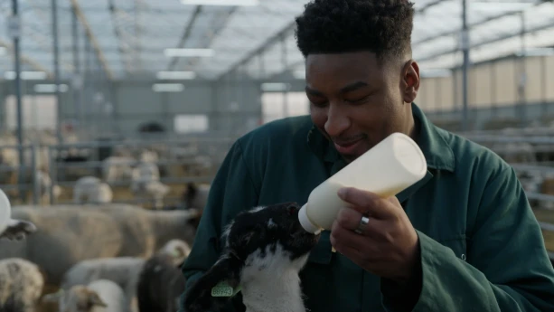 Een foto van een presentator die in een groen werkpak staat in een ruimte met schapen. Hij is bezig een zwart-wit lammetje melk te geven uit een fles. De kop van het lammetje is zichtbaar en het dier heeft een lichtgroene genummerde chip in zijn oor.