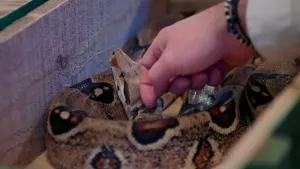 Een foto van een houten bak met daarin een grote beige, zwart en bruin gekleurde slang waarvan de zijkant van de kop zichtbaar is. Een hand van een mens aait de slang over zijn kop.