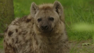 Een foto van de gevlekte hyena, een Afrikaans roofdier die een grijsbruine vacht met zwarte vlekken heeft. Het dier staat buiten op een grond met gras. Een stukje van een boom is zichtbaar op de achtergrond.