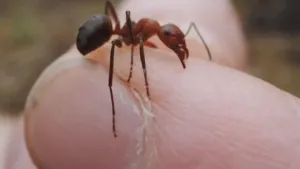 Een foto van een vinger van heel dichtbij. Er zit een mier bovenop de vinger.