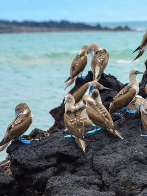 Vogels op een rots met blauwe poten.